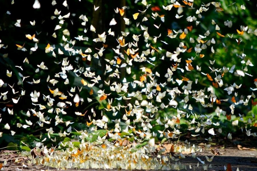 Khuyến c&aacute;o những ai tới Vườn Quốc gia C&uacute;c Phương ngay l&uacute;c n&agrave;y - Ảnh 1.