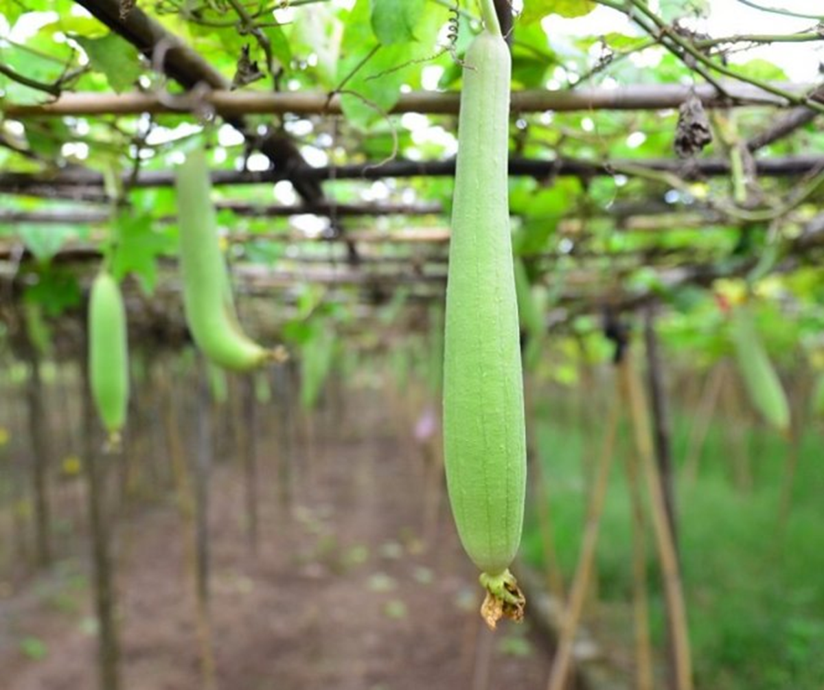 Loại quả được mệnh danh "nh&acirc;n s&acirc;m" của người ngh&egrave;o, ở qu&ecirc; mọc um t&ugrave;m bờ r&agrave;o - Ảnh 1.