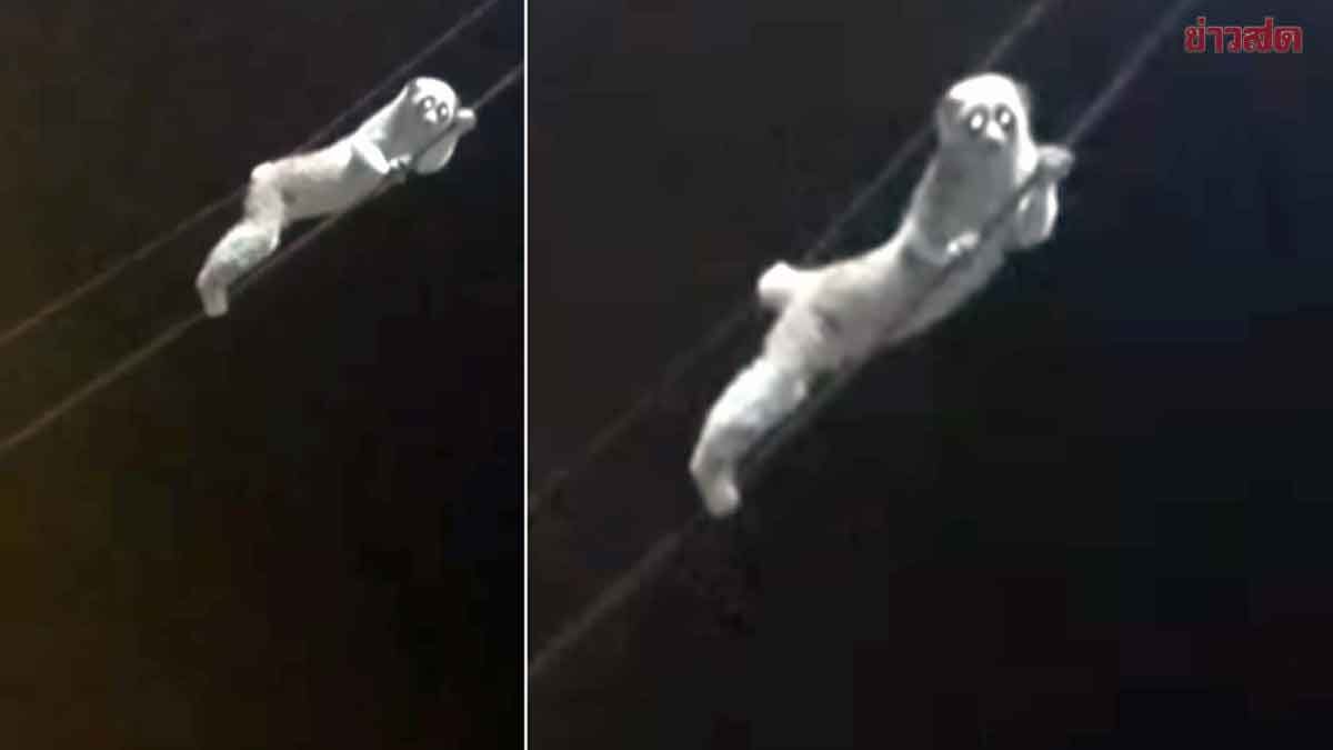 Sinh vật mắt to lặng lẽ đu d&acirc;y điện giữa đ&ecirc;m, chuy&ecirc;n gia x&aacute;c nhận: Lo&agrave;i qu&yacute; hiếm được bảo vệ nghi&ecirc;m ngặt - Ảnh 1.