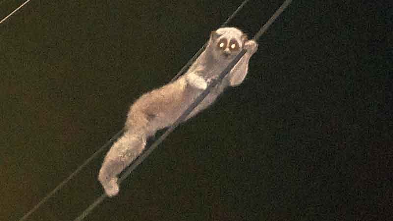 Sinh vật mắt to lặng lẽ đu d&acirc;y điện giữa đ&ecirc;m, chuy&ecirc;n gia x&aacute;c nhận: Lo&agrave;i qu&yacute; hiếm được bảo vệ nghi&ecirc;m ngặt - Ảnh 3.