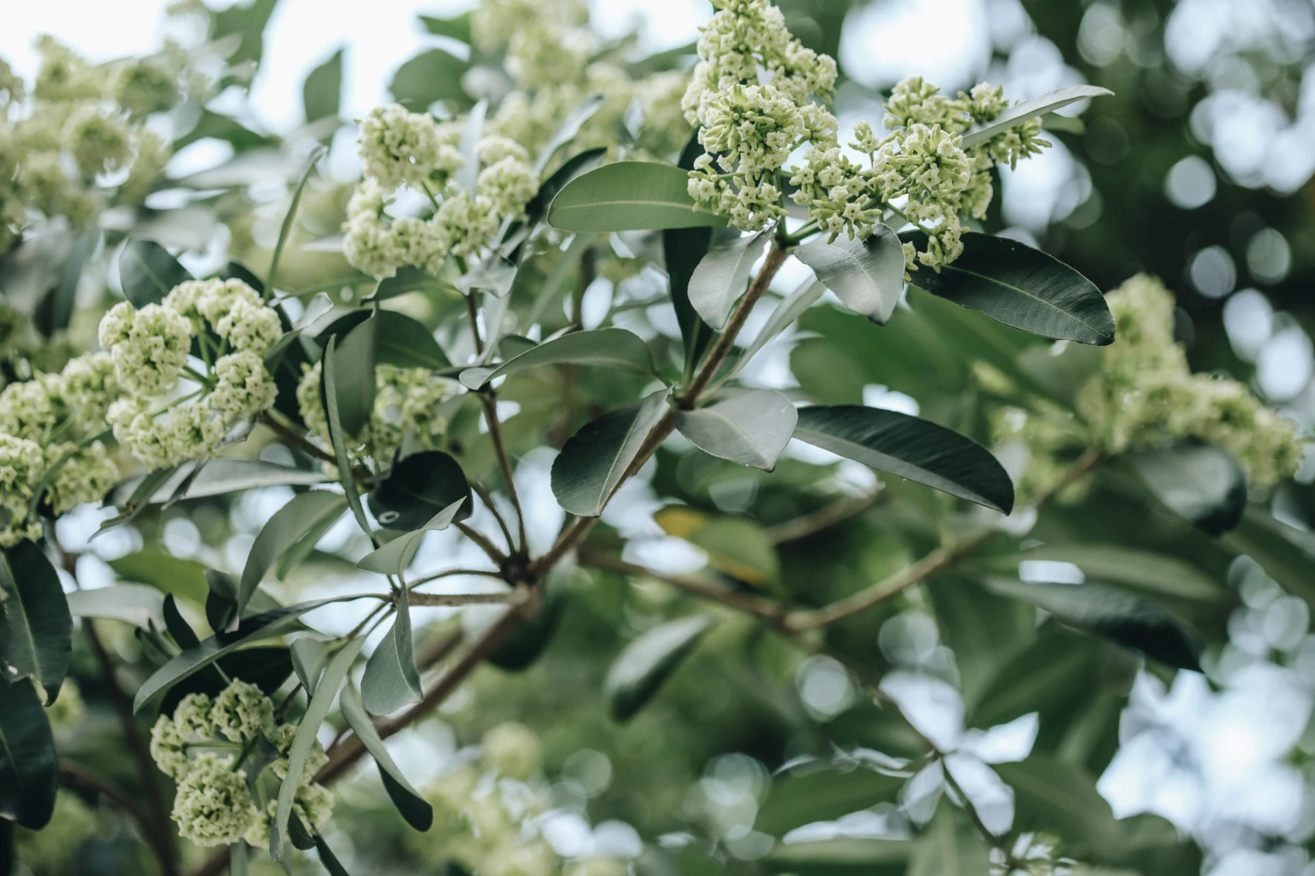 Lời khuy&ecirc;n đến những gia đ&igrave;nh đang trồng c&acirc;y hoa sữa- Ảnh 2.