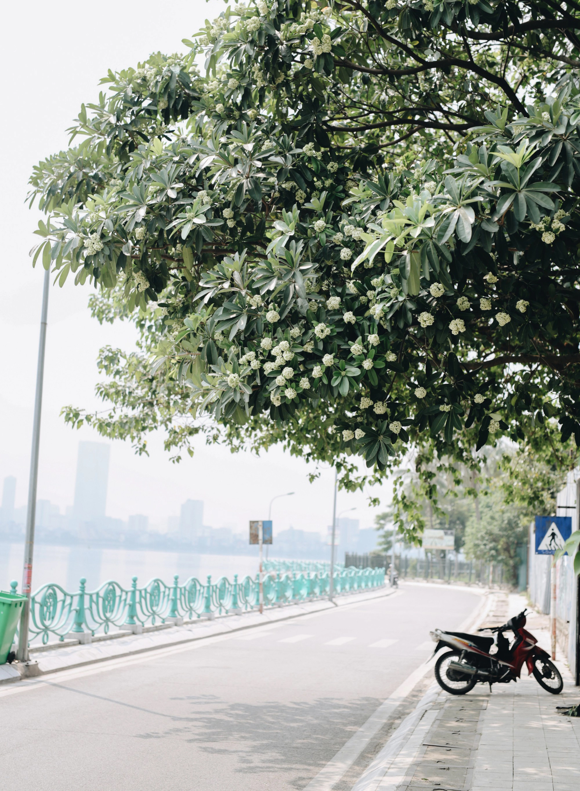 Lời khuy&ecirc;n đến những gia đ&igrave;nh đang trồng c&acirc;y hoa sữa- Ảnh 1.