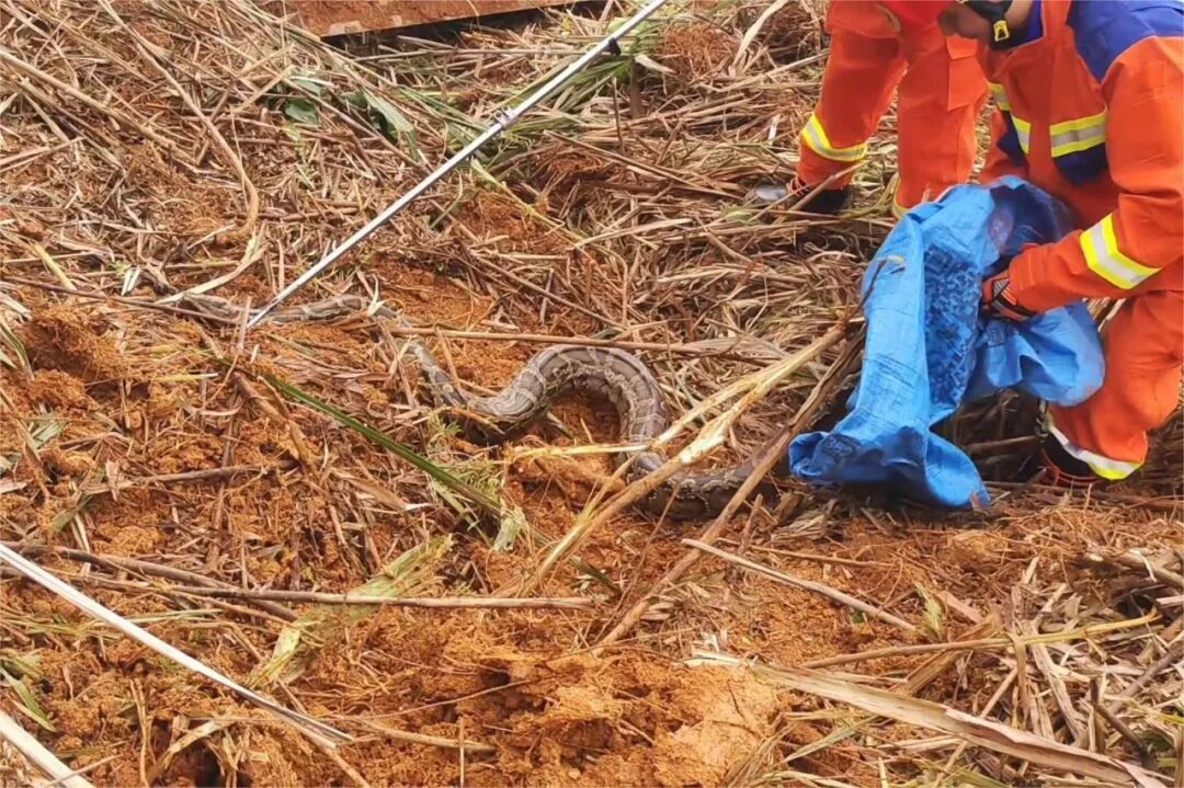 Đang dọn cỏ, người đ&agrave;n &ocirc;ng lạnh g&aacute;y khi thấy "khối đen" ngọ nguậy: Lực lượng chức năng nhanh ch&oacute;ng c&oacute; mặt - Ảnh 1.