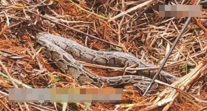 Đang dọn cỏ, người đ&agrave;n &ocirc;ng lạnh g&aacute;y khi thấy "khối đen" ngọ nguậy: Lực lượng chức năng nhanh ch&oacute;ng c&oacute; mặt - Ảnh 2.