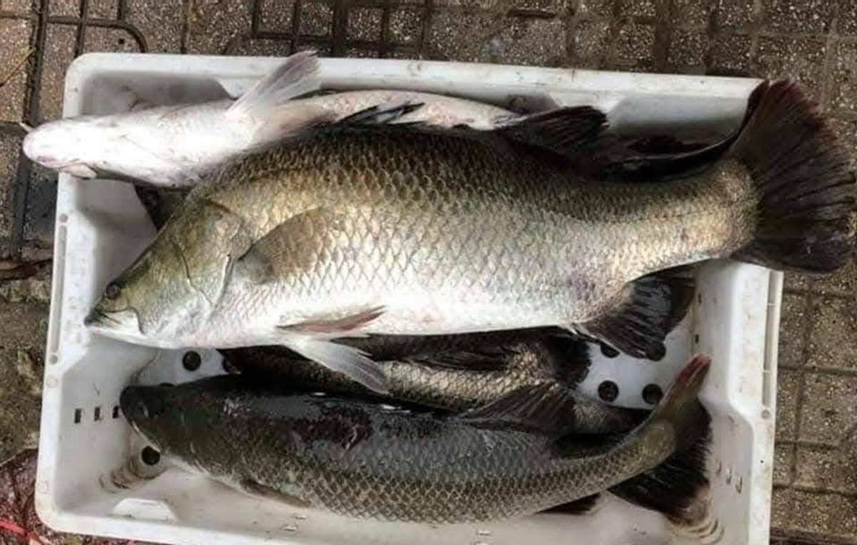 Loại c&aacute; được khen "tốt ngang c&aacute; hồi" rất phổ biến ở Việt Nam, hễ ra chợ l&agrave; thấy - Ảnh 1.