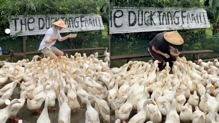 Clip du kh&aacute;ch T&acirc;y chăn vịt theo nhạc ở Quảng Trị khiến d&acirc;n mạng cười b&ograve;- Ảnh 1.