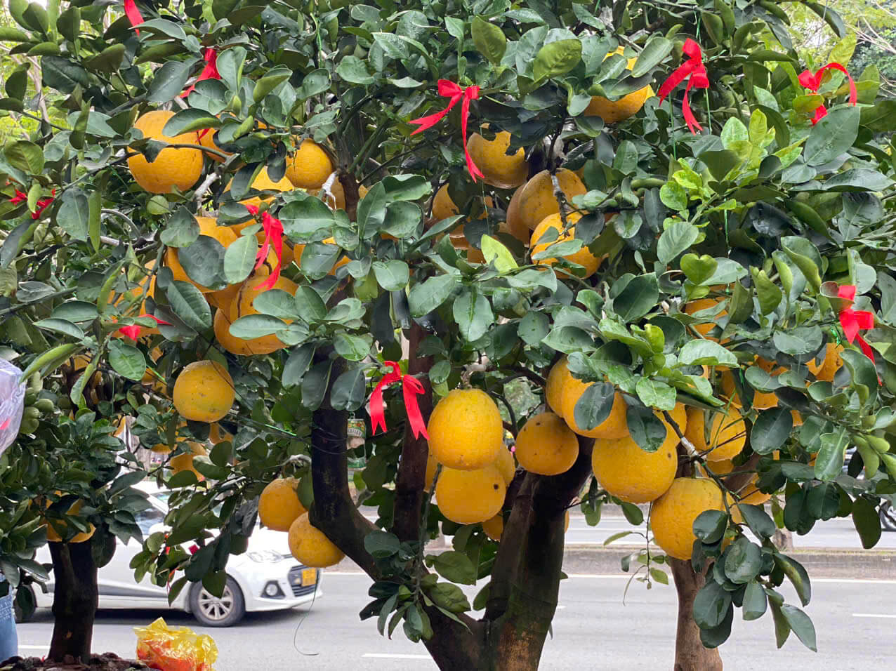 4 loại c&acirc;y n&ecirc;n trồng trước cửa nh&agrave;: Vừa &lsquo;trấn trạch&rsquo;, vừa &lsquo;h&uacute;t&rsquo; t&agrave;i lộc- Ảnh 4.