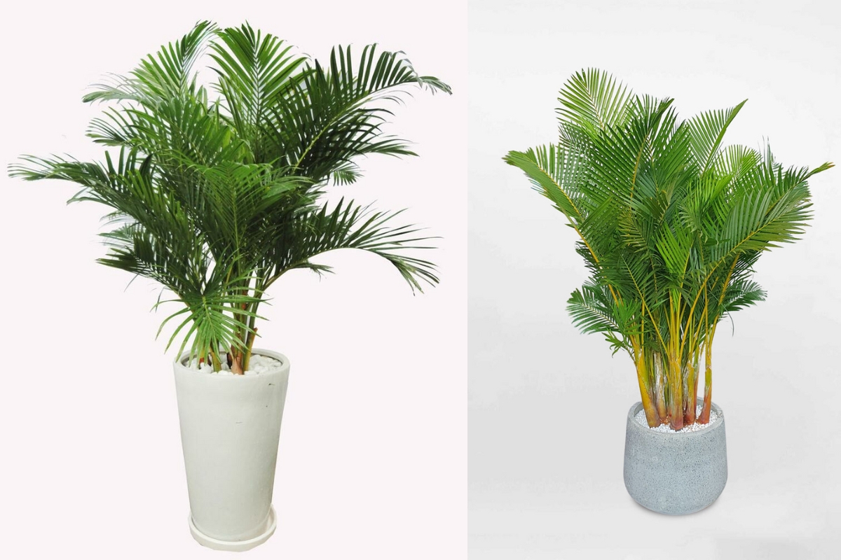 4 loại c&acirc;y n&ecirc;n trồng trước cửa nh&agrave;: Vừa &lsquo;trấn trạch&rsquo;, vừa &lsquo;h&uacute;t&rsquo; t&agrave;i lộc- Ảnh 3.