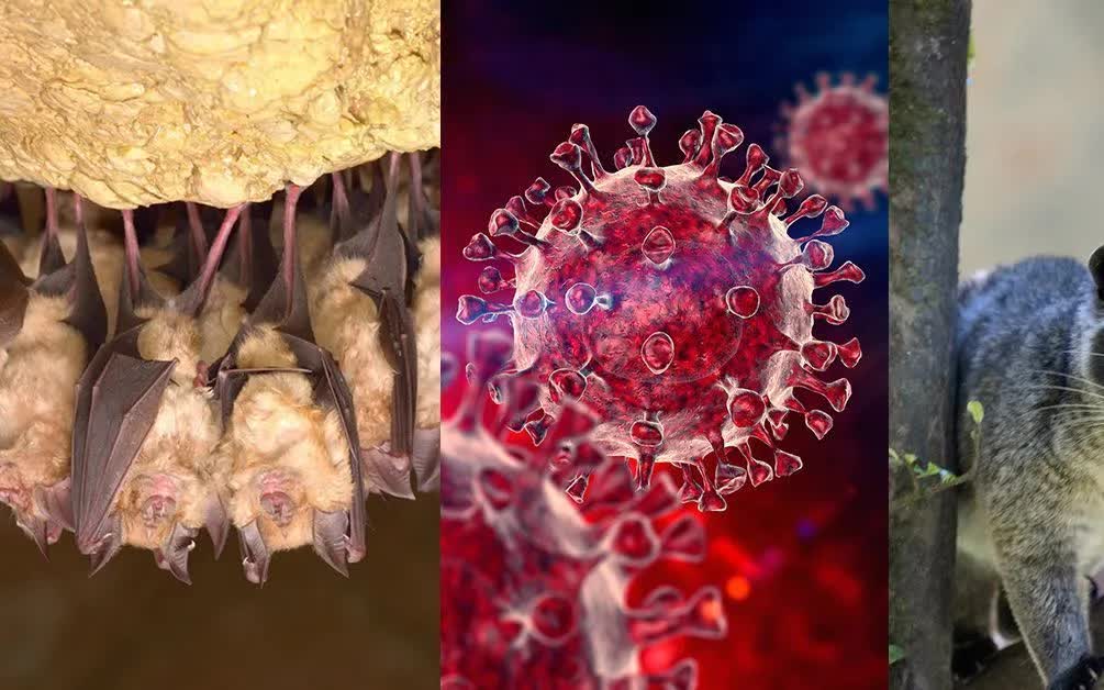 Cảnh b&aacute;o sớm nguy cơ dịch bệnh mới từ virus corona ở dơi - Ảnh 1.