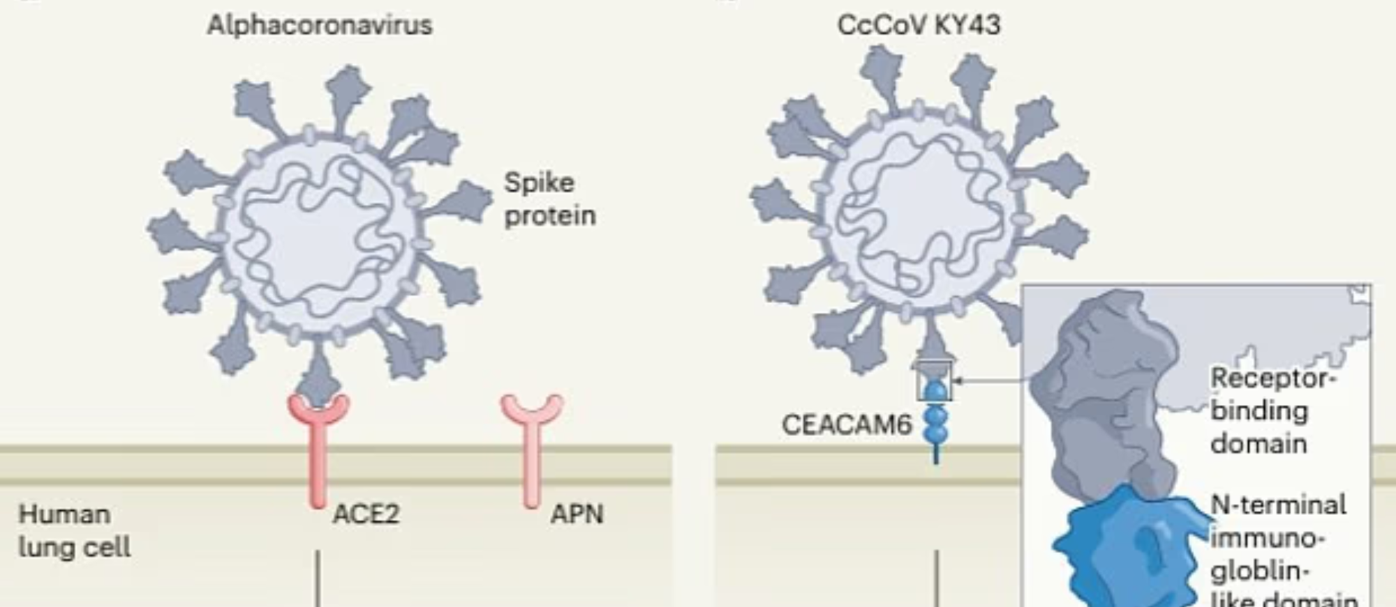Cảnh b&aacute;o sớm nguy cơ dịch bệnh mới từ virus corona ở dơi - Ảnh 1.