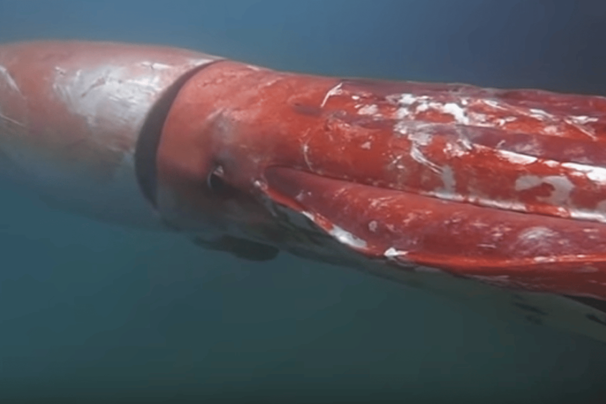 Ngư d&acirc;n g&acirc;y chấn động khi bắt gặp sinh vật hiếm khổng lồ vừa "t&aacute;i xuất": Lần thứ 3 trong lịch sử nh&acirc;n loại ghi lại được h&igrave;nh ảnh qu&yacute; gi&aacute; n&agrave;y - Ảnh 2.