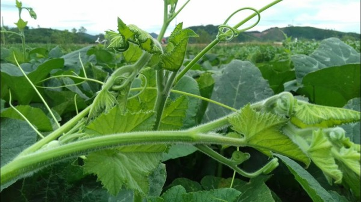 Loại rau bổ dưỡng chẳng k&eacute;m "nh&acirc;n s&acirc;m", ở qu&ecirc; mọc um t&ugrave;m - Ảnh 1.