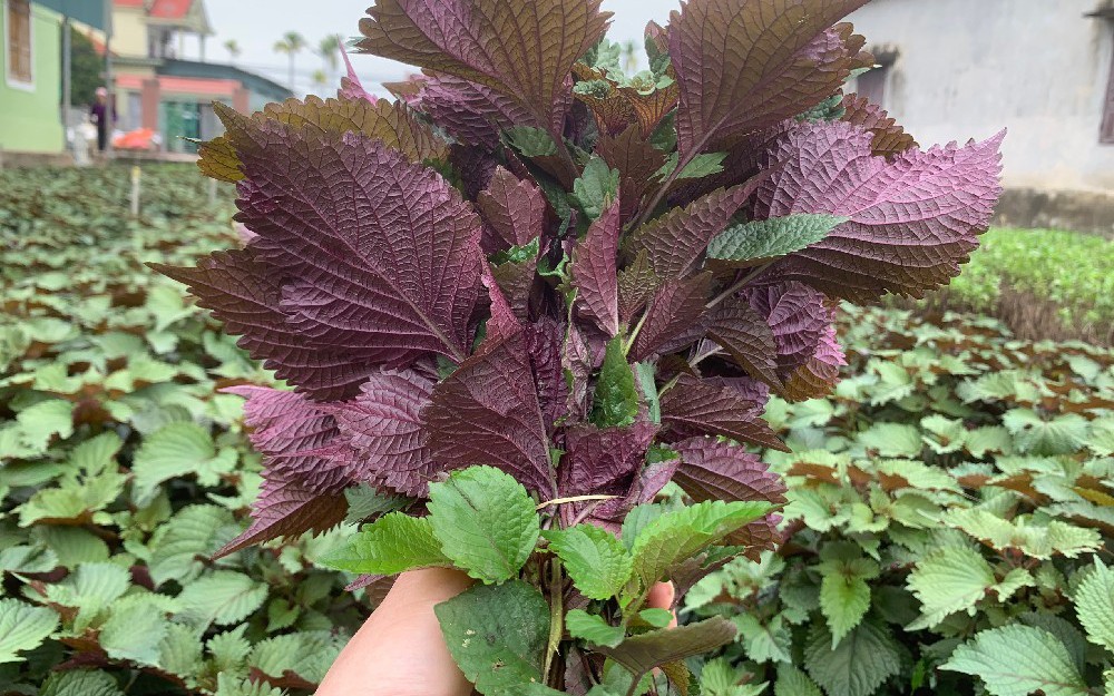 Những người kh&ocirc;ng n&ecirc;n ăn nhiều l&aacute; t&iacute;a t&ocirc; - Ảnh 1.