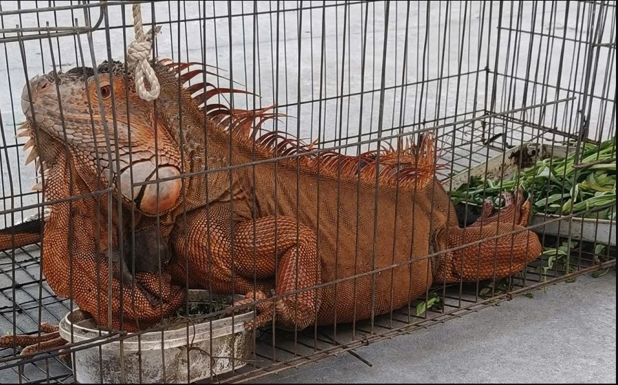 Người d&acirc;n ở L&acirc;m Đồng t&igrave;m thấy sinh vật vẻ ngo&agrave;i kỳ qu&aacute;i nhưng chỉ ăn rau: L&agrave; lo&agrave;i hoang d&atilde; nguy cấp - Ảnh 1.