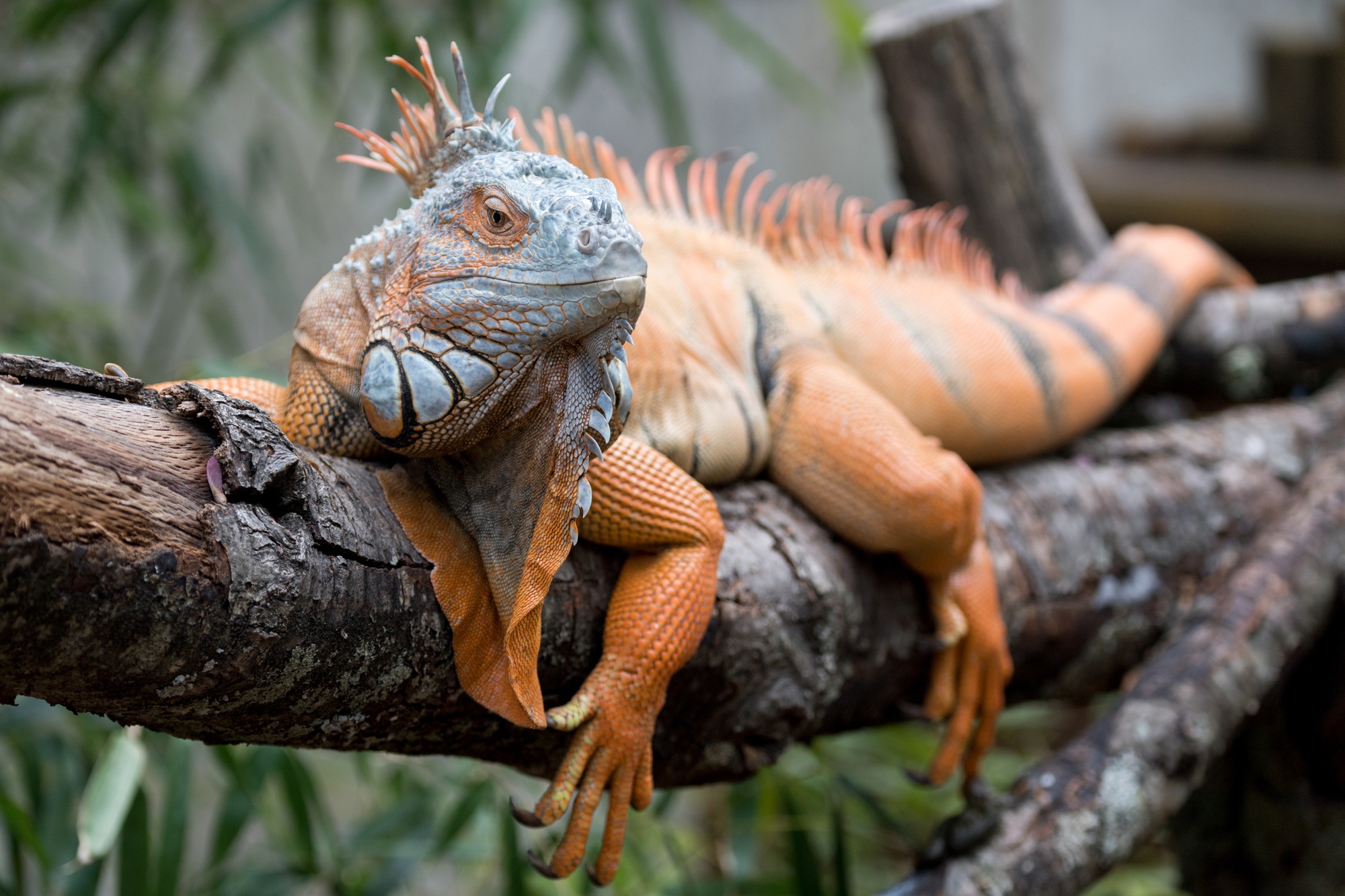 Người d&acirc;n ở L&acirc;m Đồng t&igrave;m thấy sinh vật vẻ ngo&agrave;i kỳ qu&aacute;i nhưng chỉ ăn rau: L&agrave; lo&agrave;i hoang d&atilde; nguy cấp - Ảnh 3.