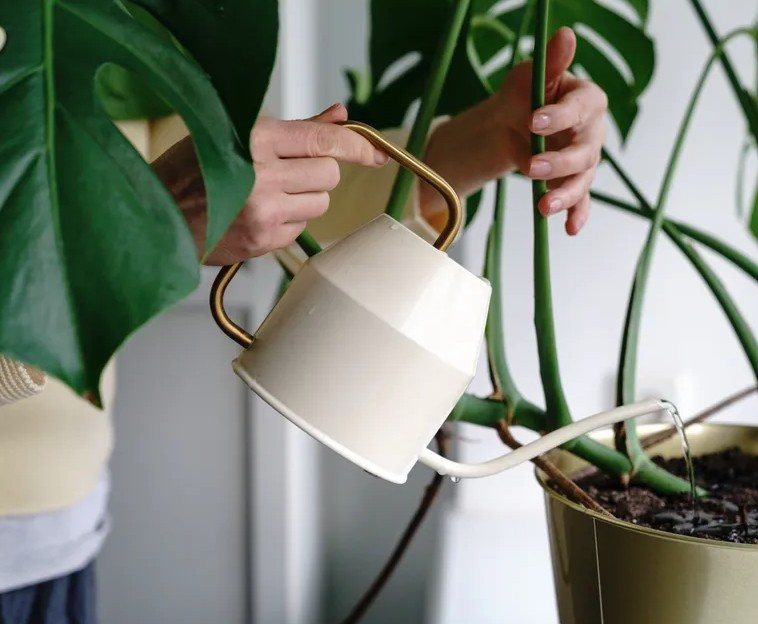 5 việc cần l&agrave;m với trầu b&agrave; l&aacute; xẻ ngay b&acirc;y giờ - Ảnh 1.