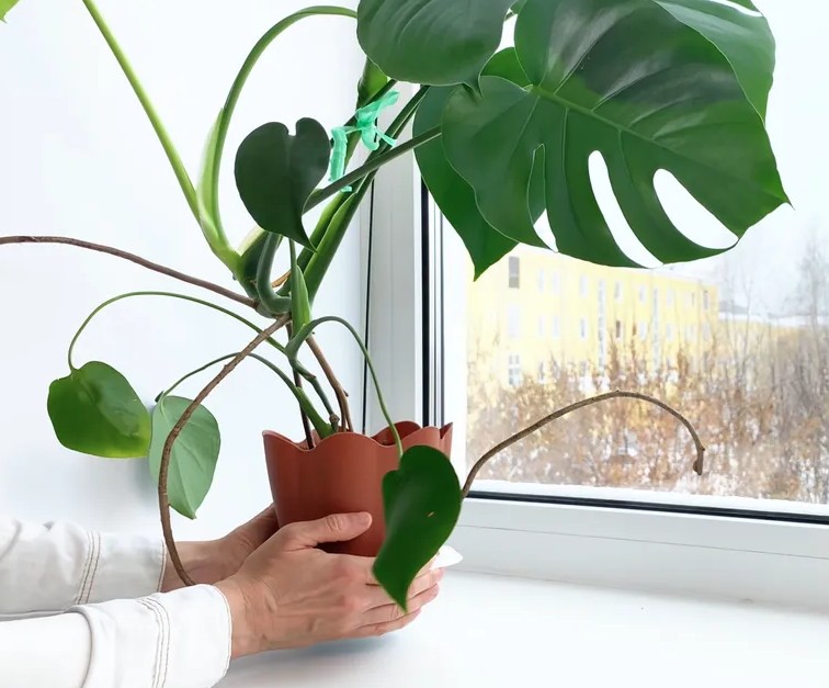 5 việc cần l&agrave;m với trầu b&agrave; l&aacute; xẻ ngay b&acirc;y giờ - Ảnh 2.