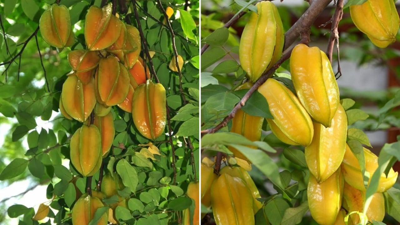 4 loại c&acirc;y n&ecirc;n trồng trước cửa nh&agrave;: Vừa &lsquo;trấn trạch&rsquo;, vừa &lsquo;h&uacute;t&rsquo; t&agrave;i lộc- Ảnh 2.