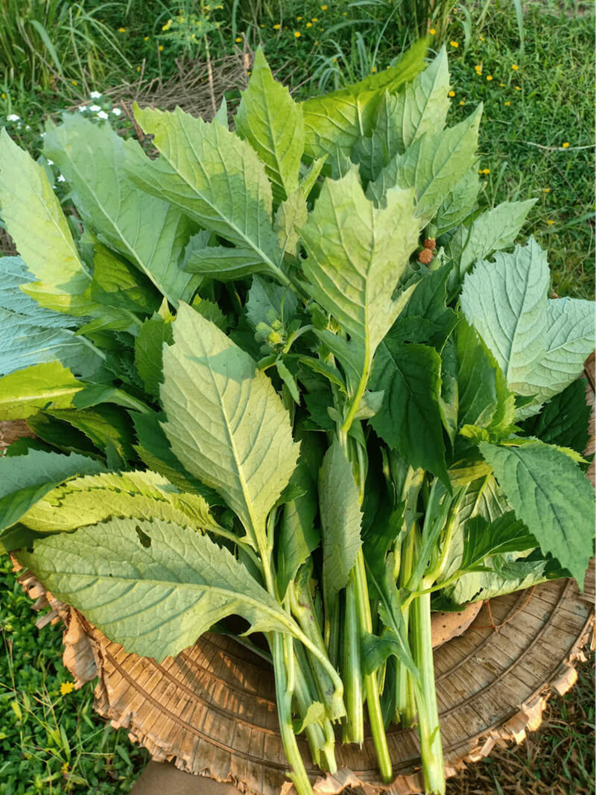 Ăn 1 mớ rau n&agrave;y như "nh&acirc;n s&acirc;m của người ngh&egrave;o", nghe t&ecirc;n thấy lạ nhưng ở qu&ecirc; mọc um t&ugrave;m như cỏ - Ảnh 3.