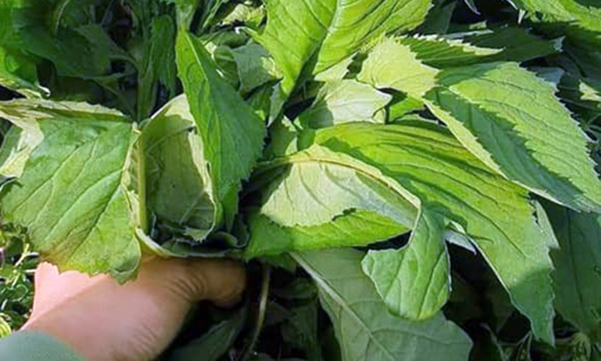 Ăn 1 mớ rau n&agrave;y như "nh&acirc;n s&acirc;m của người ngh&egrave;o", nghe t&ecirc;n thấy lạ nhưng ở qu&ecirc; mọc um t&ugrave;m như cỏ - Ảnh 2.