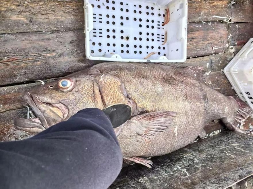 Ngư d&acirc;n bắt được con c&aacute; m&uacute; khổng lồ nặng 215kg, d&agrave;i 1,8 m&eacute;t - Ảnh 1.