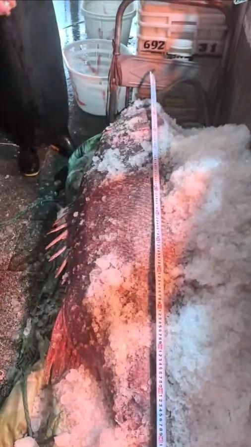 Ngư d&acirc;n bắt được con c&aacute; m&uacute; khổng lồ nặng 215kg, d&agrave;i 1,8 m&eacute;t - Ảnh 2.