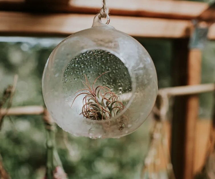 5 loại c&acirc;y gần như &ldquo;kh&ocirc;ng thể chết&rdquo;- Ảnh 3.