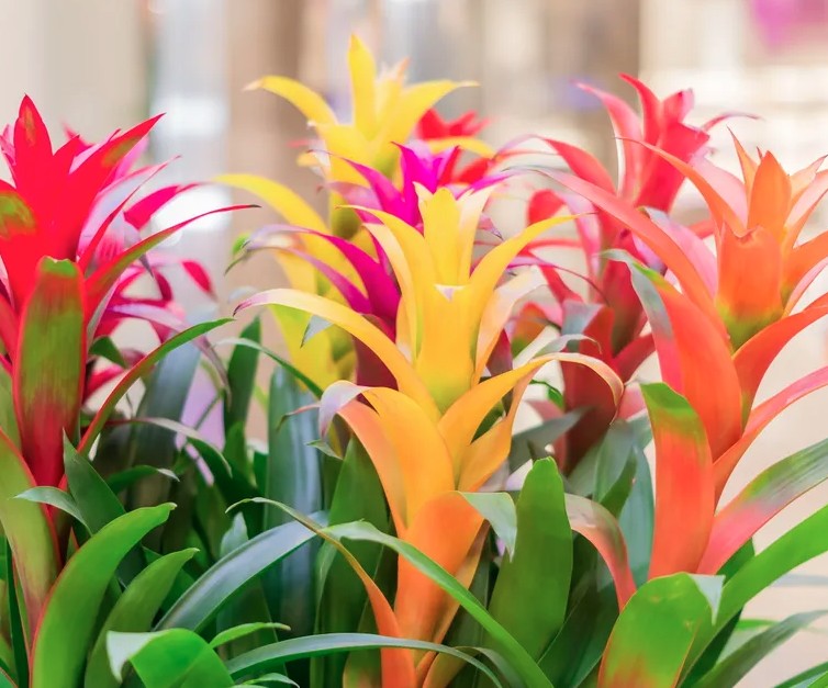 5 loại c&acirc;y gần như &ldquo;kh&ocirc;ng thể chết&rdquo;- Ảnh 5.