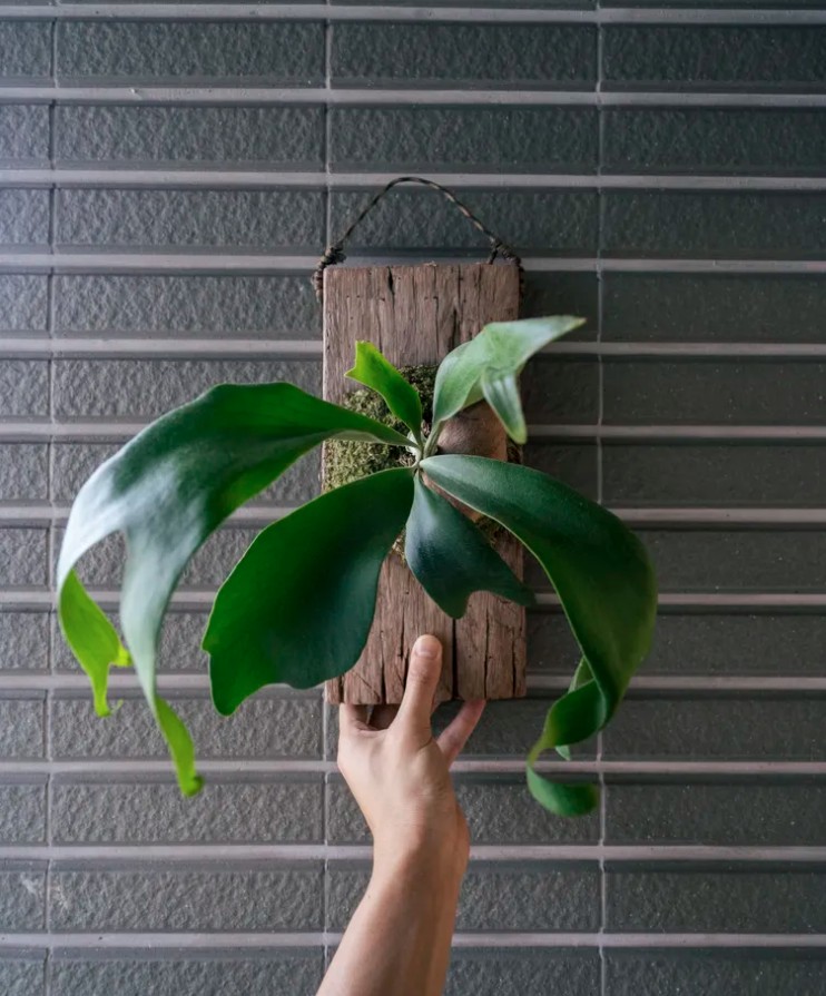 5 loại c&acirc;y gần như &ldquo;kh&ocirc;ng thể chết&rdquo;- Ảnh 2.