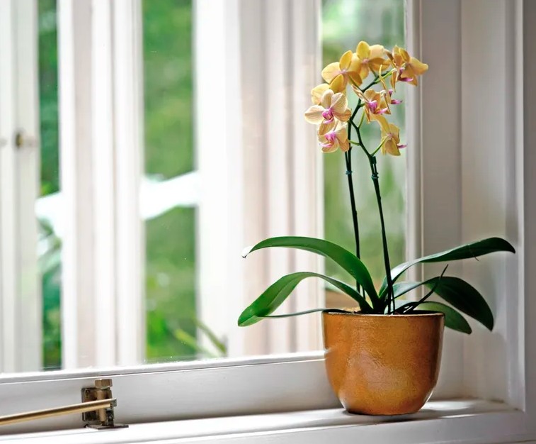 5 loại c&acirc;y gần như &ldquo;kh&ocirc;ng thể chết&rdquo;- Ảnh 1.