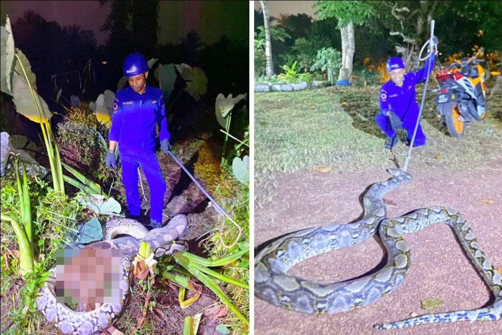 Qu&aacute;i th&uacute; nặng 45kg, d&agrave;i 5,5m xơi t&aacute;i vật nu&ocirc;i trong đồn điền, cảnh tượng khiến l&atilde;o n&ocirc;ng rụng rời - Ảnh 1.