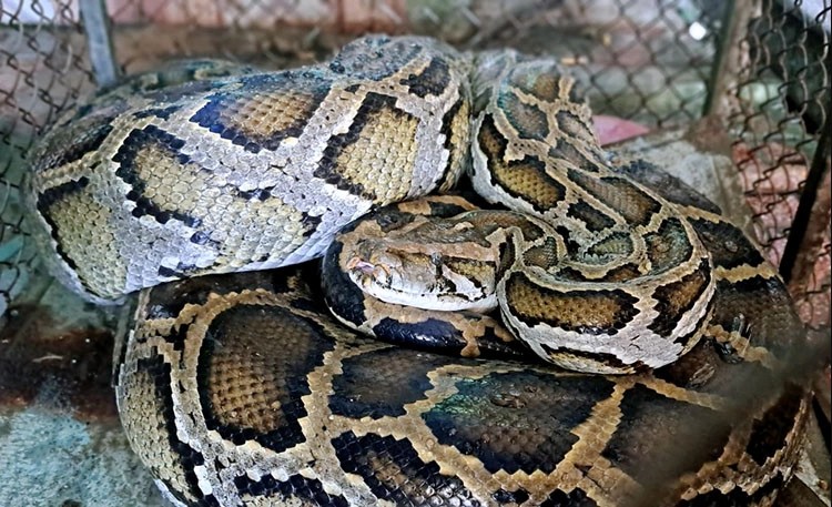 Qu&aacute;i th&uacute; nặng 45kg, d&agrave;i 5,5m xơi t&aacute;i vật nu&ocirc;i trong đồn điền, cảnh tượng khiến l&atilde;o n&ocirc;ng rụng rời - Ảnh 2.