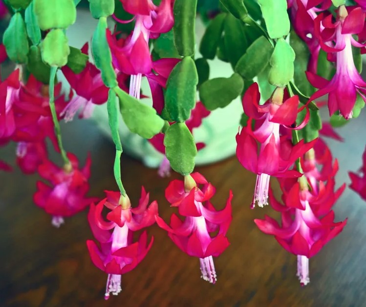 5 loại c&acirc;y gần như &ldquo;kh&ocirc;ng thể chết&rdquo;- Ảnh 4.