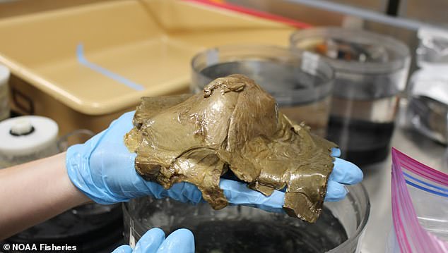 Giải m&atilde; "trứng qu&aacute;i vật ngo&agrave;i h&agrave;nh tinh" xuất hiện ở 3.200m dưới đ&aacute;y biển khiến cả thế giới đau đầu suốt 3 năm qua- Ảnh 2.