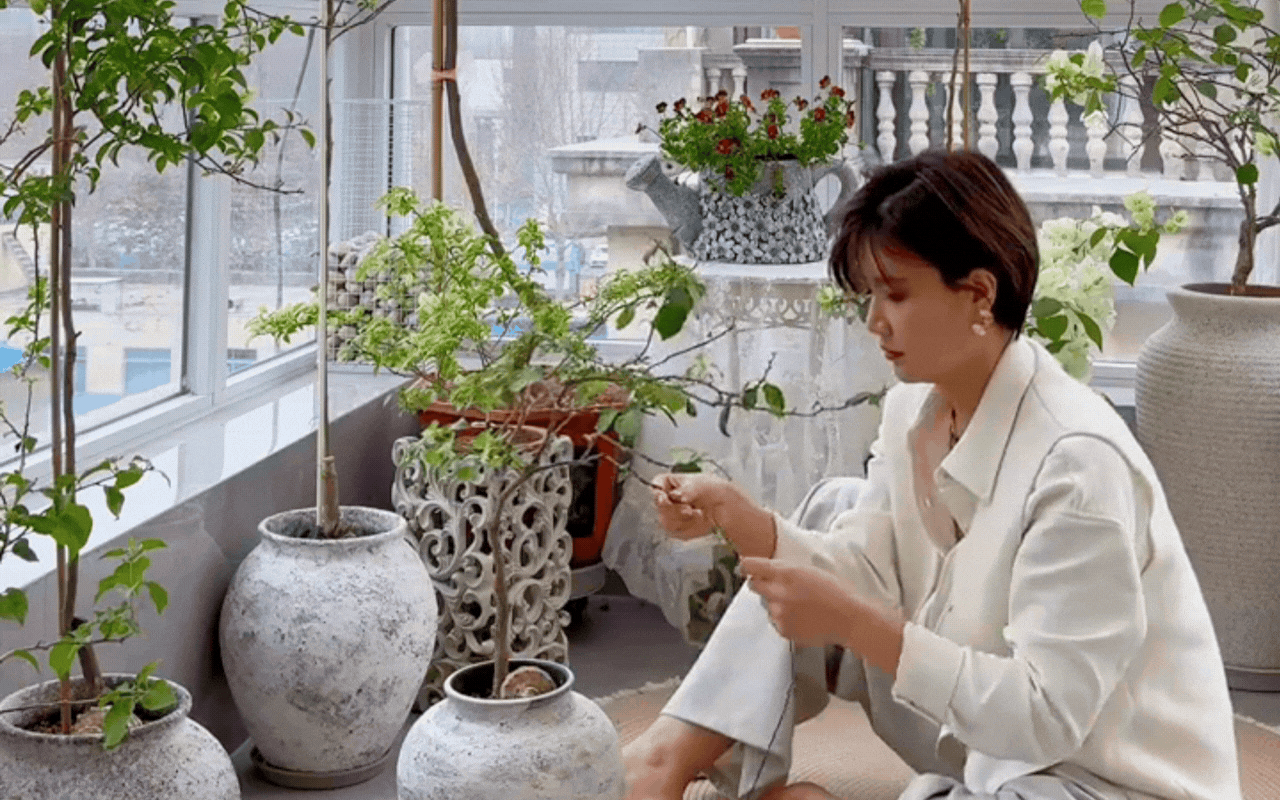 Cắt tỉa c&agrave;ng "bạo tay", hoa nở c&agrave;ng rực rỡ: B&iacute; quyết h&ocirc; biến ban c&ocirc;ng th&agrave;nh vườn hoa giấy đẹp như mộng từ chuy&ecirc;n gia- Ảnh 4.