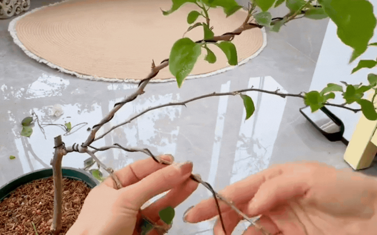 Cắt tỉa c&agrave;ng "bạo tay", hoa nở c&agrave;ng rực rỡ: B&iacute; quyết h&ocirc; biến ban c&ocirc;ng th&agrave;nh vườn hoa giấy đẹp như mộng từ chuy&ecirc;n gia- Ảnh 5.