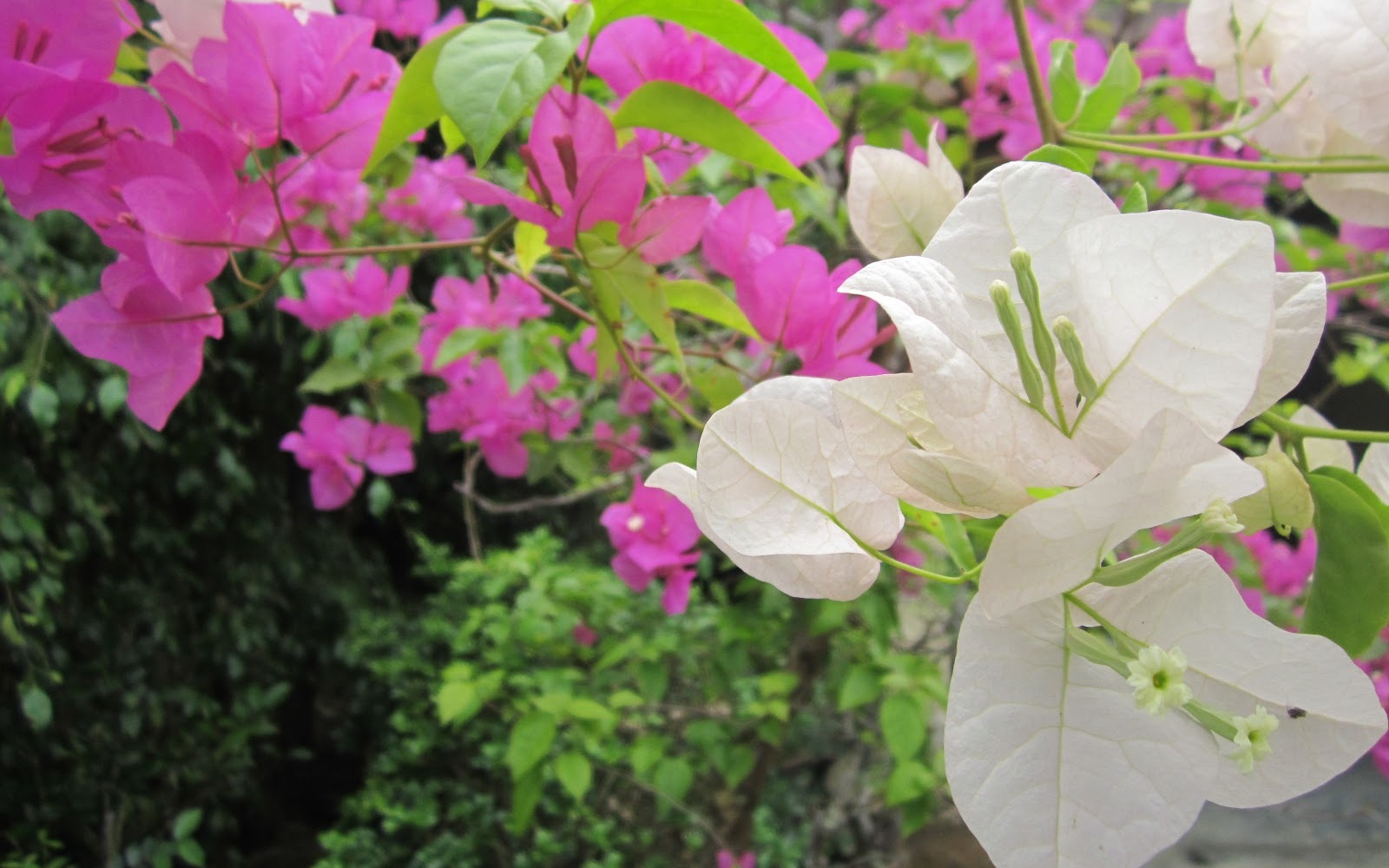 3 loại c&acirc;y trồng ngo&agrave;i ban c&ocirc;ng gi&uacute;p k&iacute;ch hoạt t&agrave;i lộc th&aacute;ng 5 - Ảnh 1.