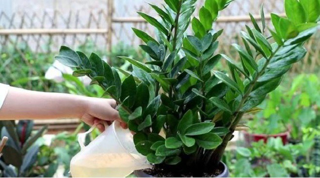 6 sai lầm khi trồng c&acirc;y kim tiền khiến c&acirc;y nhanh t&agrave;n, t&agrave;i lộc kh&oacute; tụ- Ảnh 1.