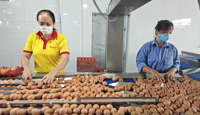 Từ vụ trứng Ba Hu&acirc;n nợ bảo hiểm x&atilde; hội k&eacute;o d&agrave;i: Thấy g&igrave; từ những "thương hiệu quốc d&acirc;n"?- Ảnh 1.