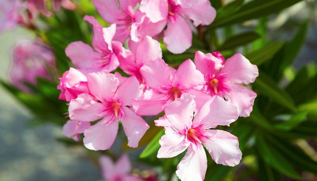 3 loại c&acirc;y c&oacute; cho cũng kh&ocirc;ng n&ecirc;n trồng trong nh&agrave;- Ảnh 2.