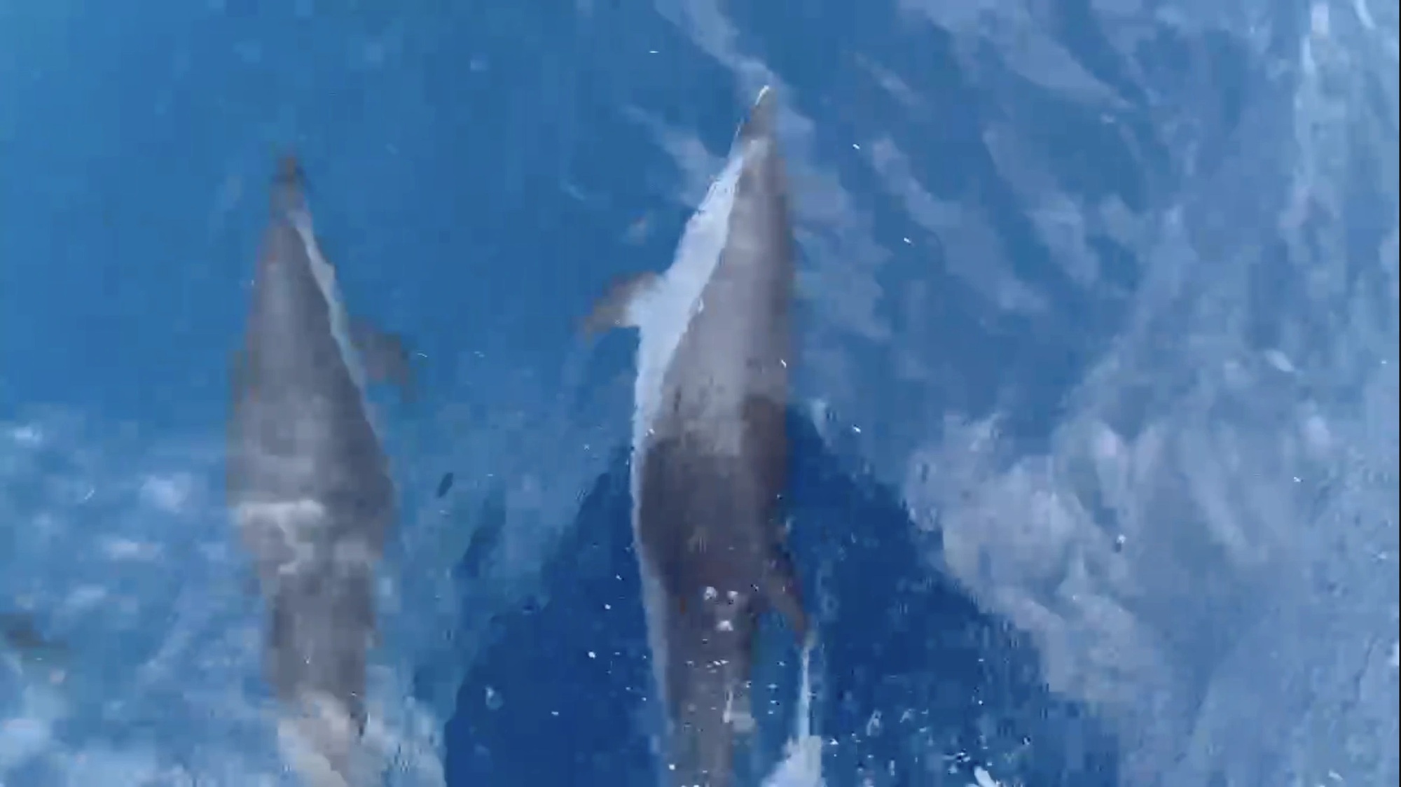 Đ&agrave;n c&aacute; heo khoảng 100 con bất ngờ xuất hiện tr&ecirc;n v&ugrave;ng biển Quy Nhơn - Ảnh 1.