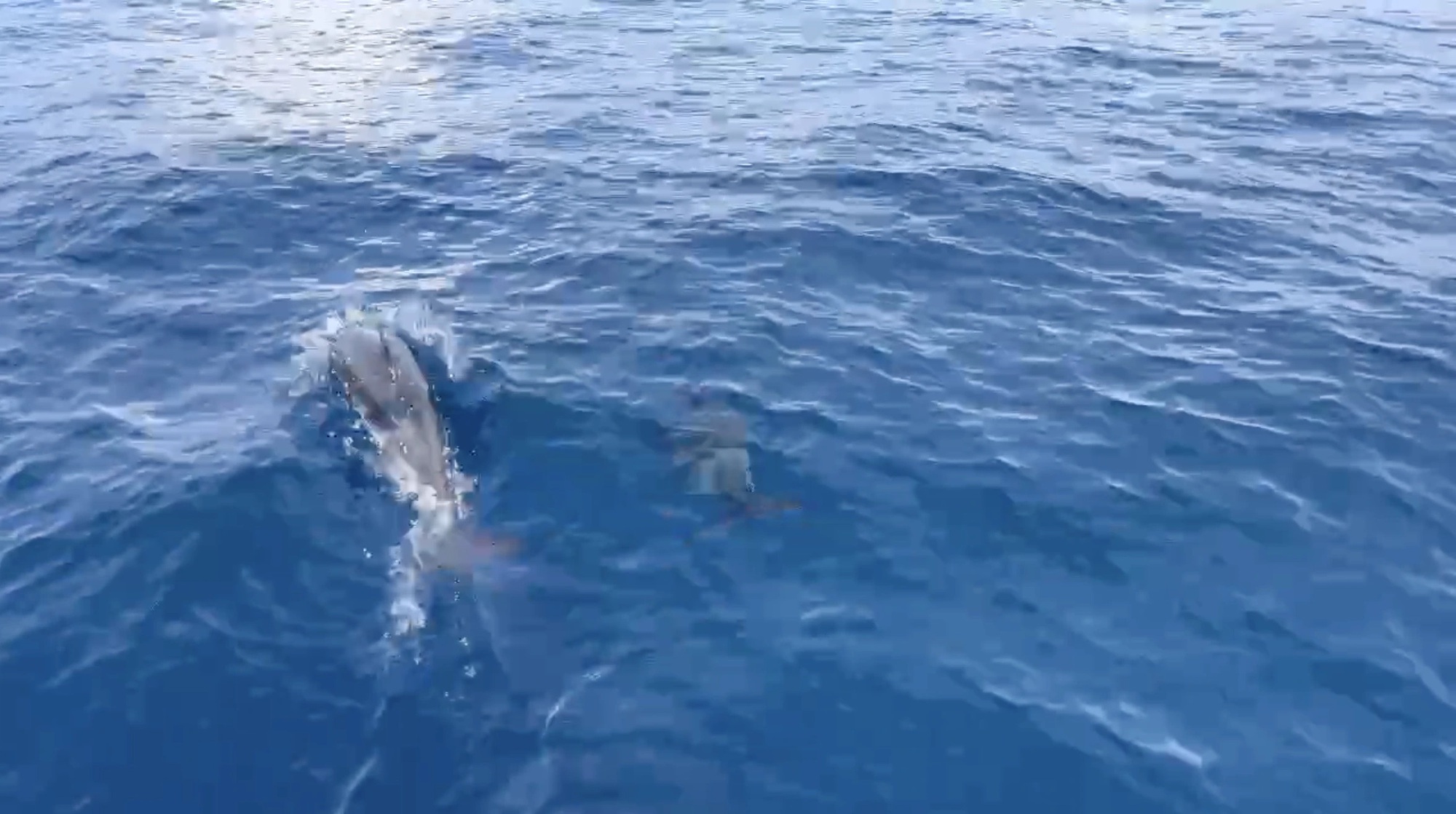 Đ&agrave;n c&aacute; heo khoảng 100 con bất ngờ xuất hiện tr&ecirc;n v&ugrave;ng biển Quy Nhơn - Ảnh 3.