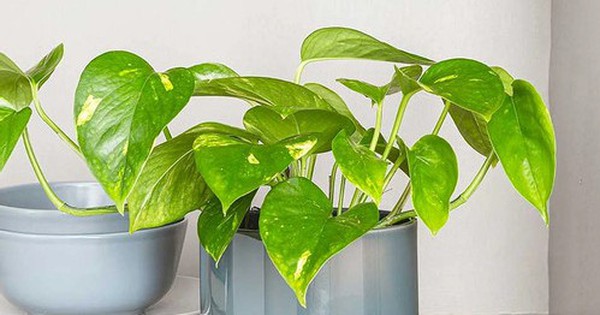 Lời khuy&ecirc;n đến những gia đ&igrave;nh đang trồng c&acirc;y trầu kh&ocirc;ng - Ảnh 1.