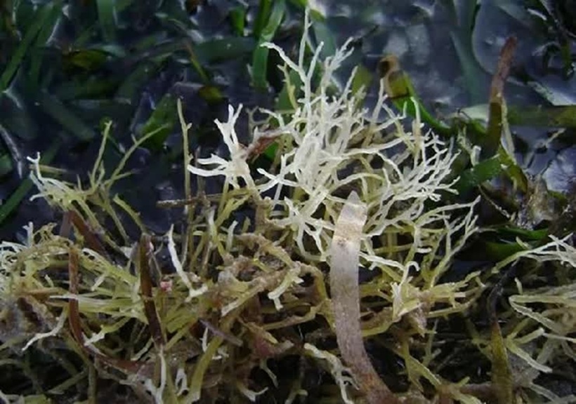 B&iacute; mật loại rau t&ecirc;n l&agrave; bộ phận của một con vật, xưa l&agrave; rau dại nay th&agrave;nh đặc sản nổi tiếng- Ảnh 1.