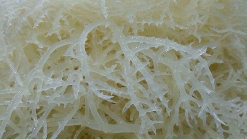 B&iacute; mật loại rau t&ecirc;n l&agrave; bộ phận của một con vật, xưa l&agrave; rau dại nay th&agrave;nh đặc sản nổi tiếng- Ảnh 2.