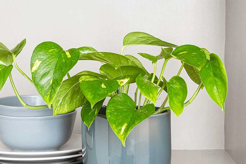 Gia đ&igrave;nh trồng trầu b&agrave; trong nh&agrave; cần lưu &yacute;: Đặt sai vị tr&iacute; cản t&agrave;i lộc, hại sức khỏe - Ảnh 1.