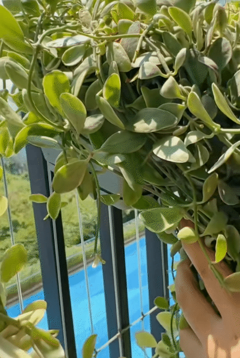 67m&sup2; ho&agrave;n thiện với 55 triệu: Cặp vợ chồng trẻ ở TP HCM tự l&agrave;m nội thất, g&oacute;c ban c&ocirc;ng xanh m&aacute;t khiến căn nh&agrave; như rộng th&ecirc;m- Ảnh 7.