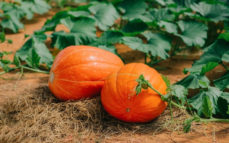 Tại sao phụ nữ sau 30 "h&iacute;t kh&ocirc;ng kh&iacute; cũng tăng c&acirc;n"? B&aacute;c sĩ chỉ đ&iacute;ch danh thủ phạm l&agrave; một thứ c&oacute; sẵn trong người - Ảnh 2.