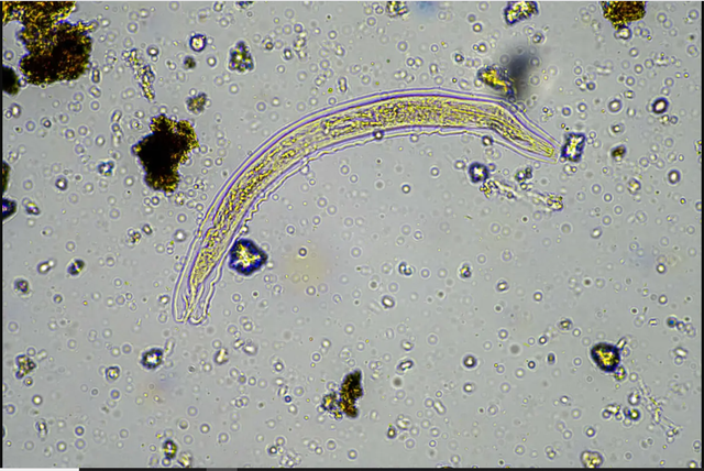 Tin vui bất ngờ: C&aacute;c nh&agrave; khoa học hồi sinh th&agrave;nh c&ocirc;ng sinh vật 24.000 năm tuổi từ băng vĩnh cửu- Ảnh 1.