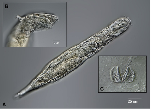 Tin vui bất ngờ: C&aacute;c nh&agrave; khoa học hồi sinh th&agrave;nh c&ocirc;ng sinh vật 24.000 năm tuổi từ băng vĩnh cửu- Ảnh 2.